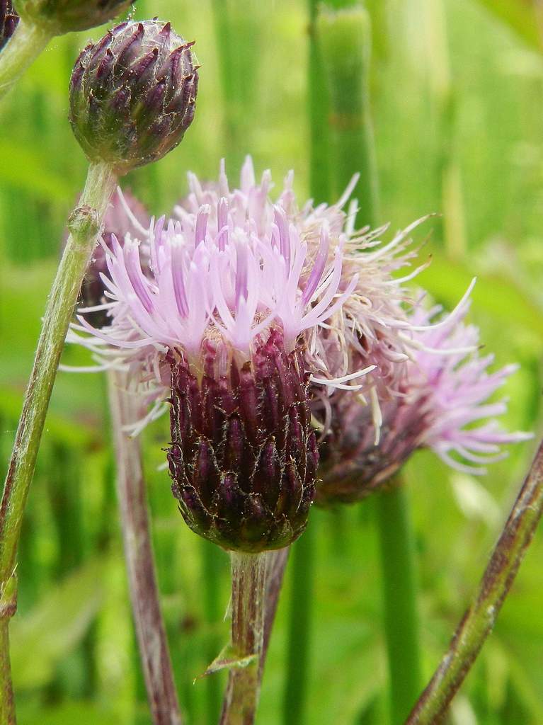 Cirsium arvense / Cardo campestre