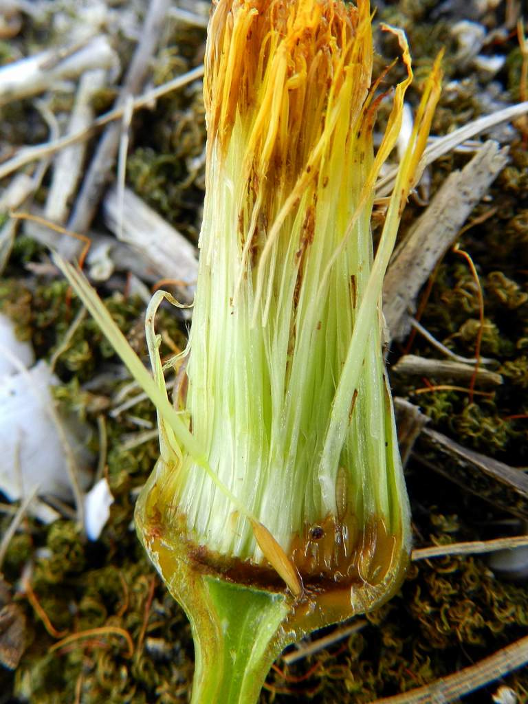 Hypochaeris cfr. radicata