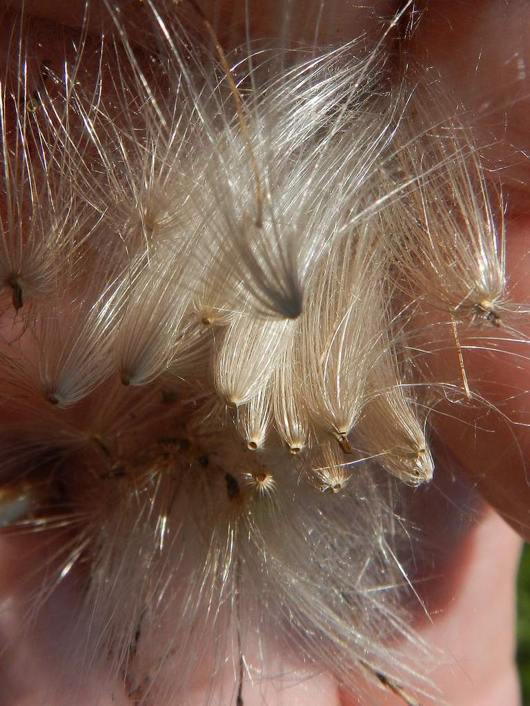 Cirsium arvense / Cardo campestre