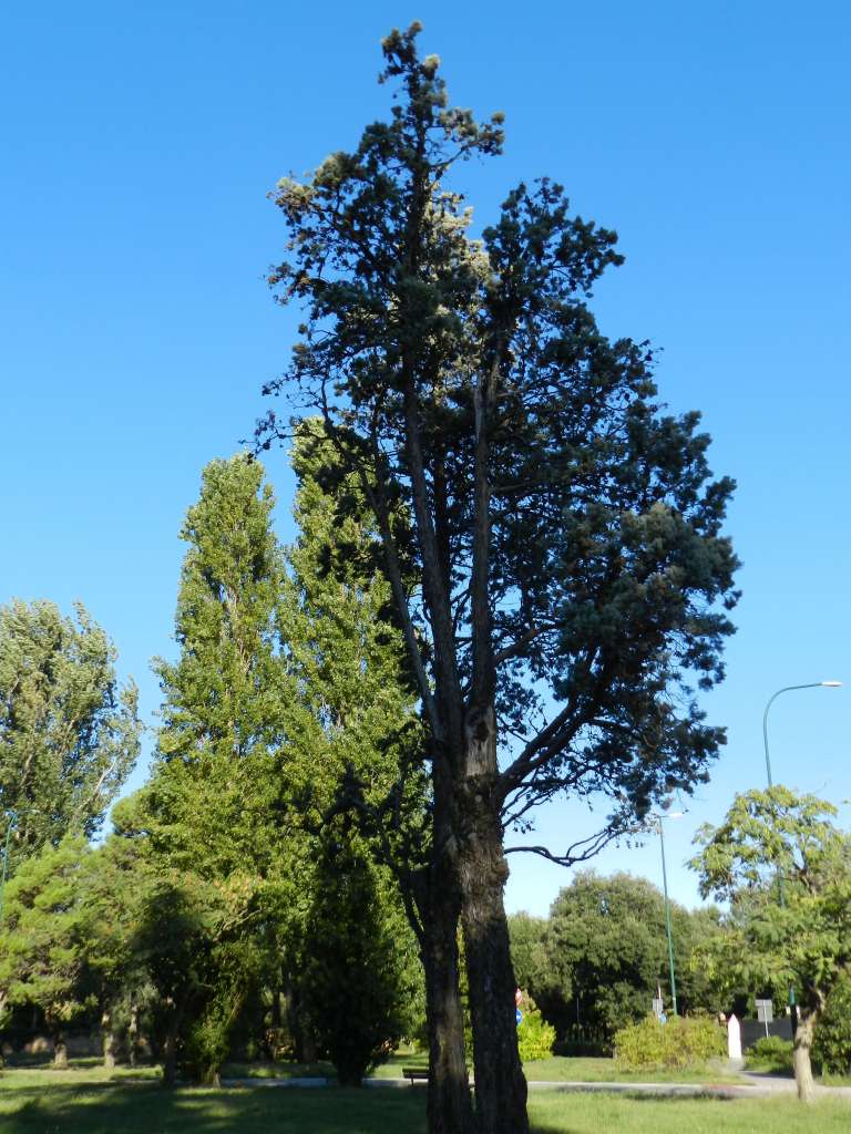 Cupressus arizonica (Cupressaceae) - America del Nord