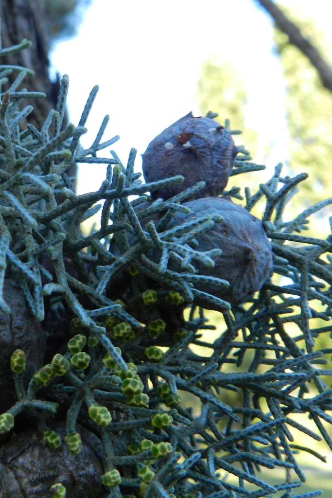 Cupressus arizonica (Cupressaceae) - America del Nord