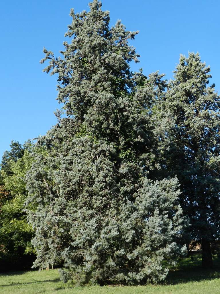 Cupressus arizonica (Cupressaceae) - America del Nord