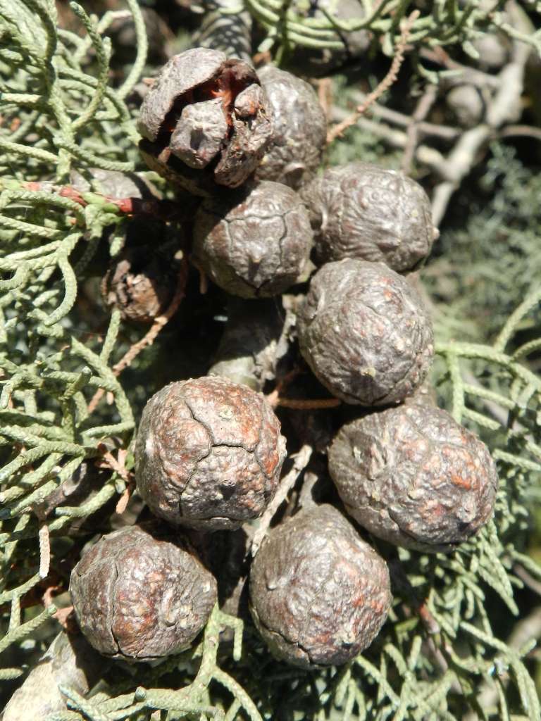 Cupressus arizonica (Cupressaceae) - America del Nord