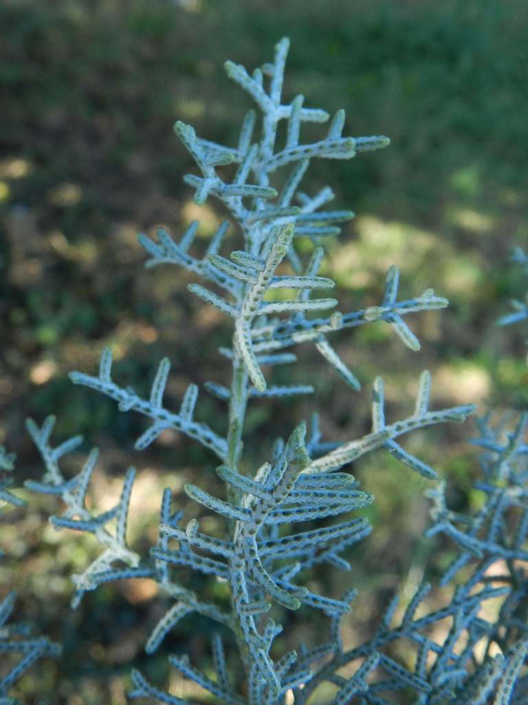 Cupressus arizonica (Cupressaceae) - America del Nord