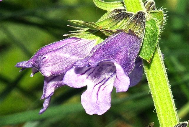 Lamiaceae - Horminum pyrenaicum