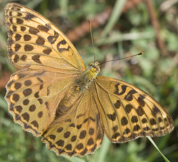 Argynnis sp.?