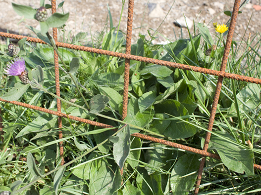 Cyanus o Centaurea? - Centaurea cfr. nigrescens