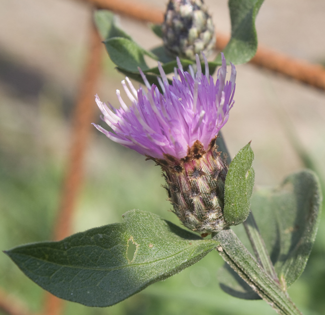 Cyanus o Centaurea? - Centaurea cfr. nigrescens