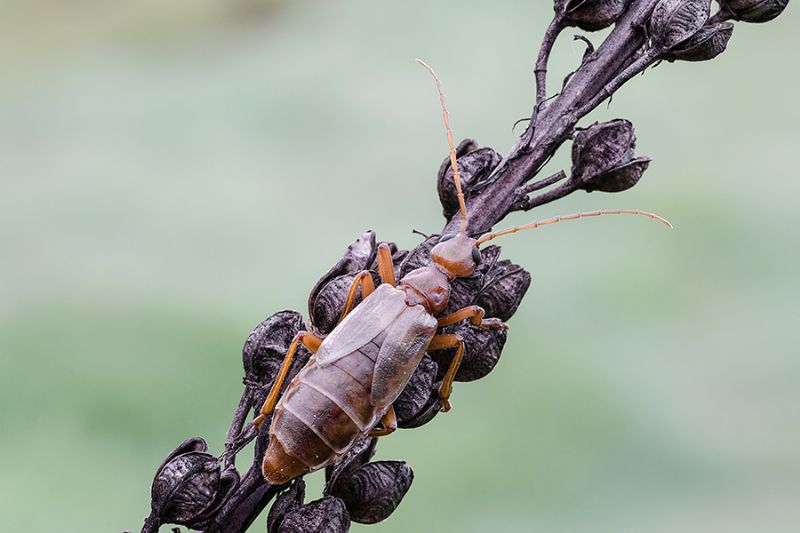 Vesperus luridus, femmina (Vesperidae)