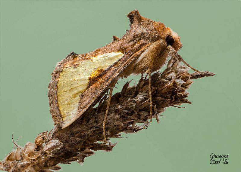 Lepidottera da identificare - Thysanoplusia orichalcea