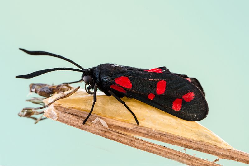 Identificazione Zygaena