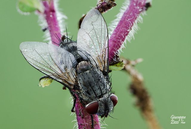 Tachinidae Goniinae