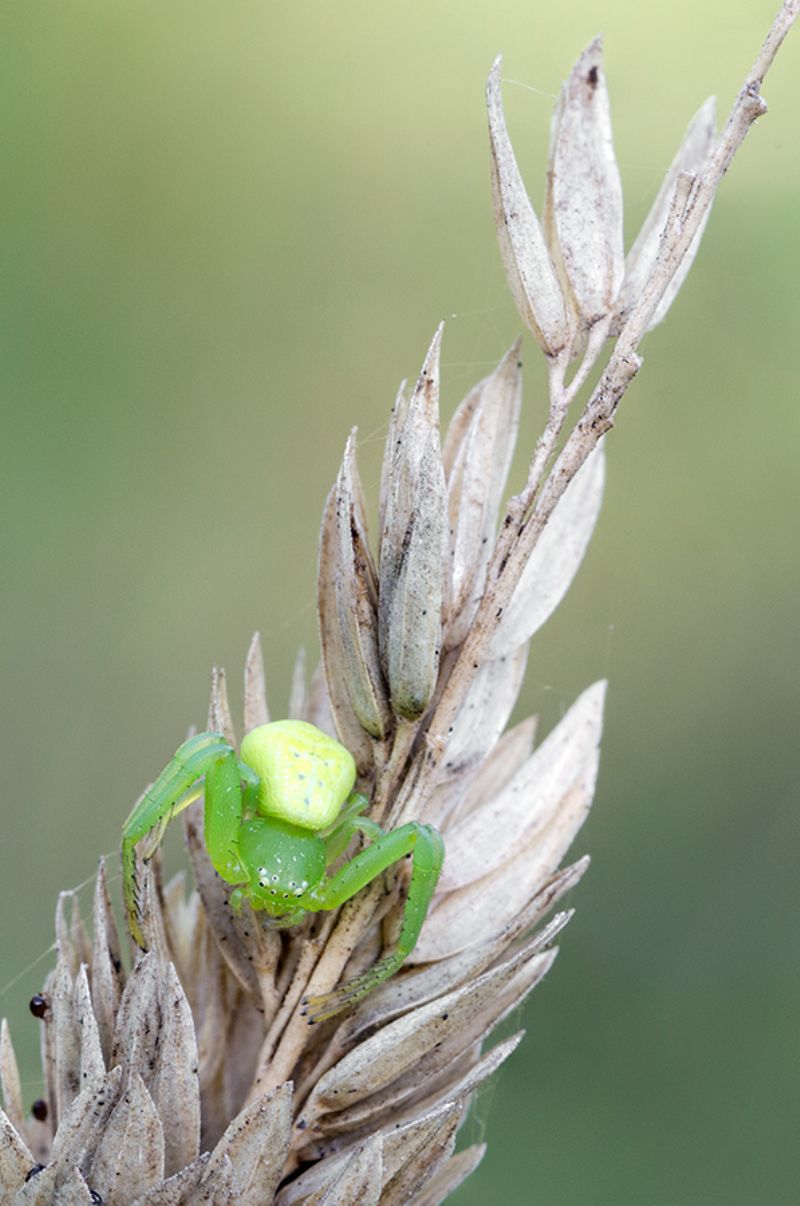 Ebrechtella tricuspidata - Norma (LT)