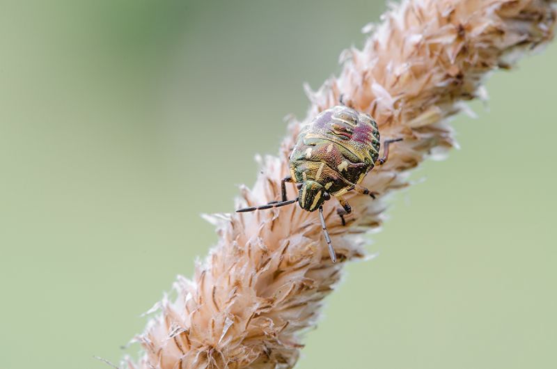 Pentatomidae:  Carpocoris sp