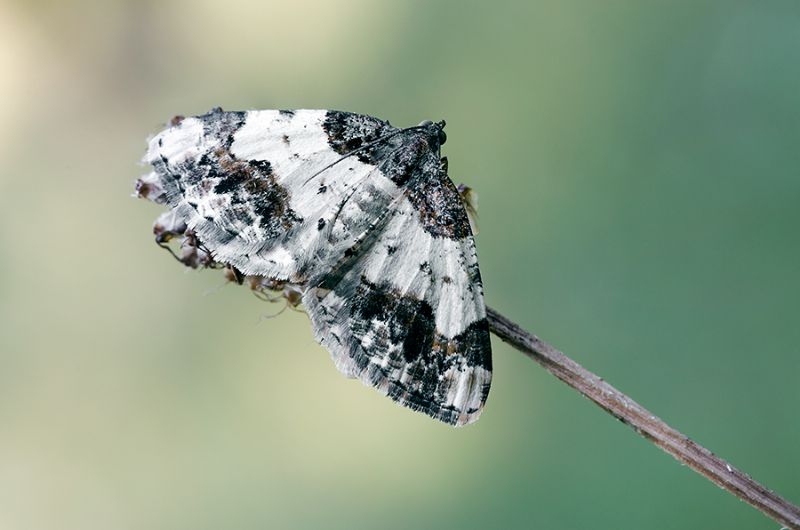 ID Lepidoptera - Ligdia adustata