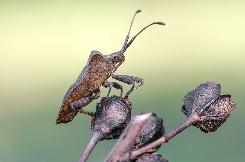 Coreus marginatus