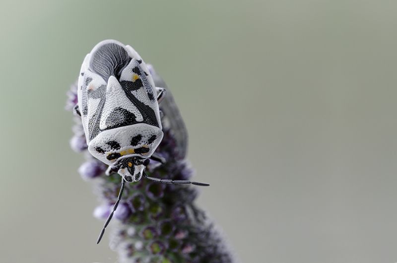 Nezara viridula? No, Eurydema ornata