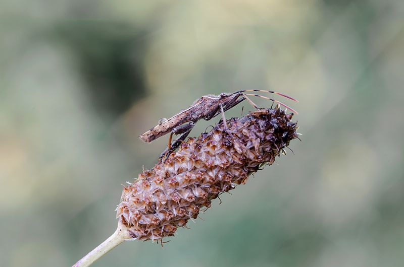 Camptopus lateralis (Alydidae)