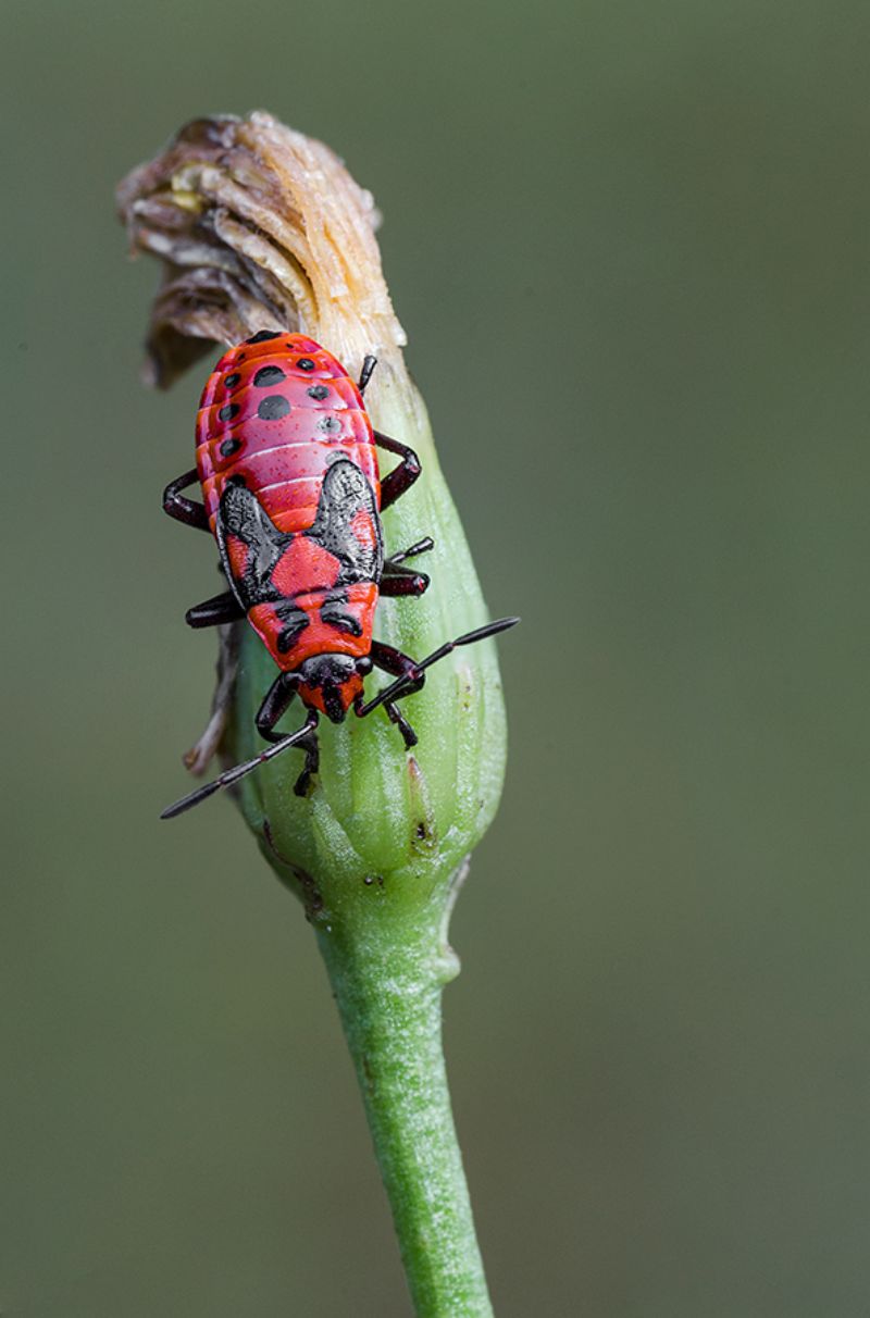 ninfa di Spilostethus saxatilis (Lygaeidae)