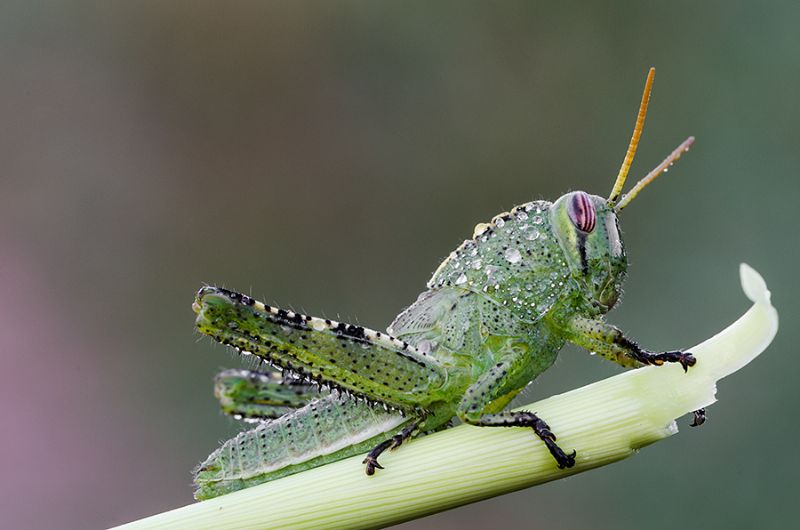 Ninfa femminile di Anacridium aegyptium