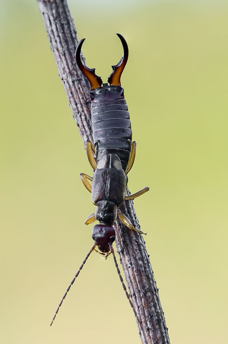 Forficula auricularia, maschio.