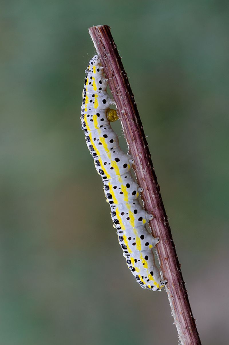 Bruco da identificare - Calophasia sp.