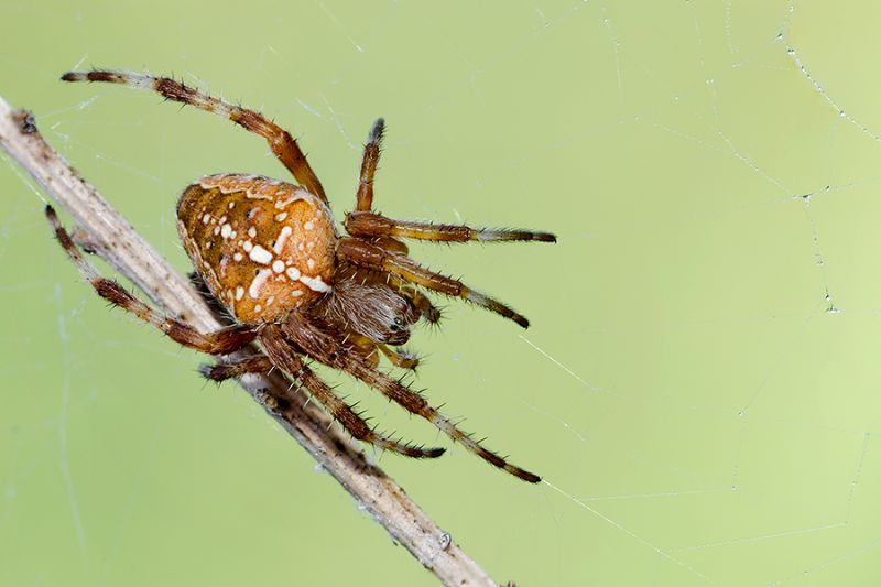 Araneus diadematus  - Sermoneta (LT)