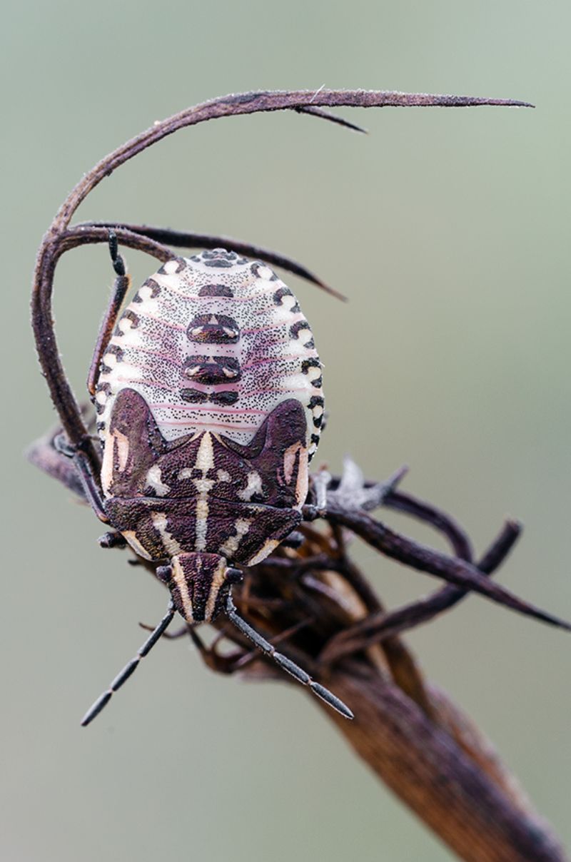 Ninfa di Carpocoris sp (Pentatomidae)