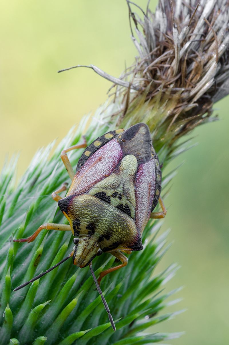 Carpocoris cfr. mediterraneus mediterraneus