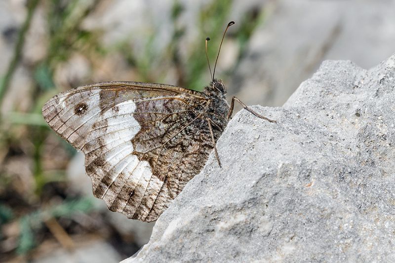 Farfalla da identificare