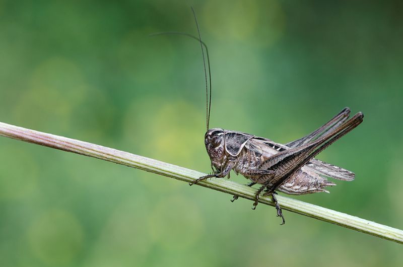 Cavalletta da identificare