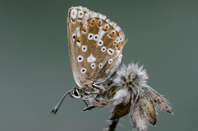 Polyommatus Icarus? No, Polyommatus (Lysandra) coridon