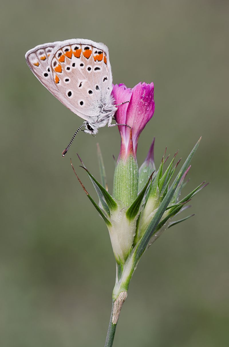 Plebejus argyrognomon??? No, Polyommatus sp.