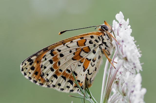 Sono tutte Melitaea didyma? - Si