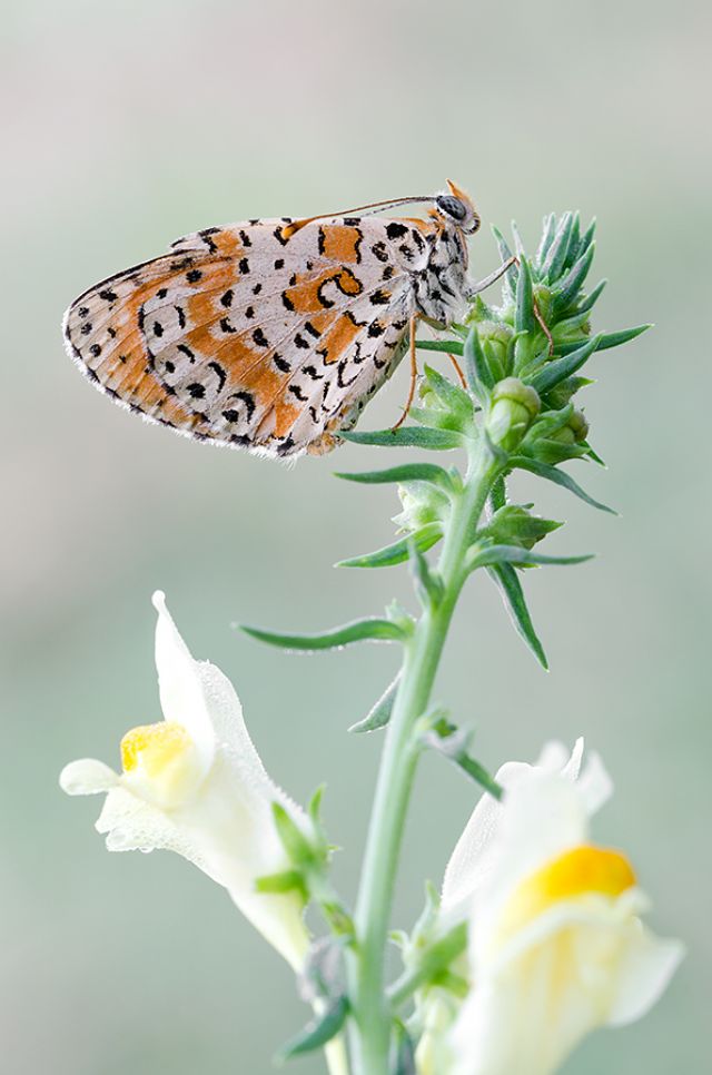 Sono tutte Melitaea didyma? - Si