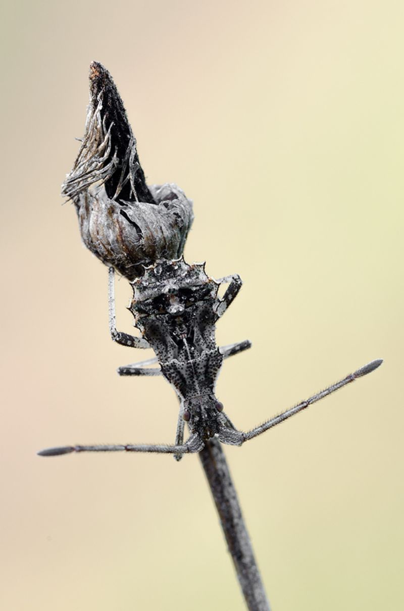 Coreidae:   Centrocoris sp.