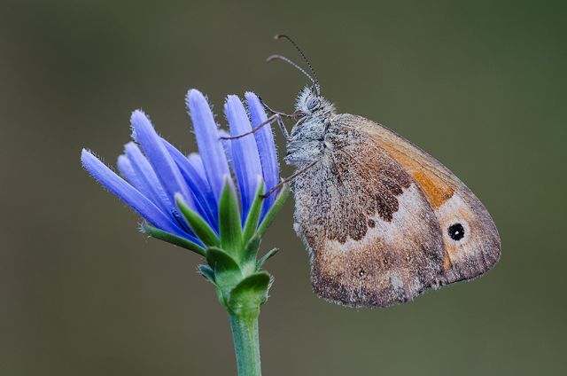 Sono tutte e 4 Coenonympha pamphilus? S