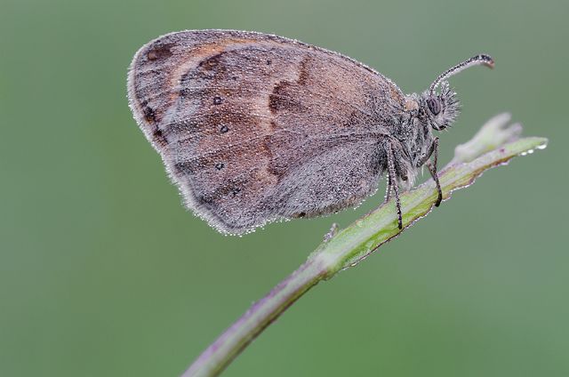 Sono tutte e 4 Coenonympha pamphilus? S