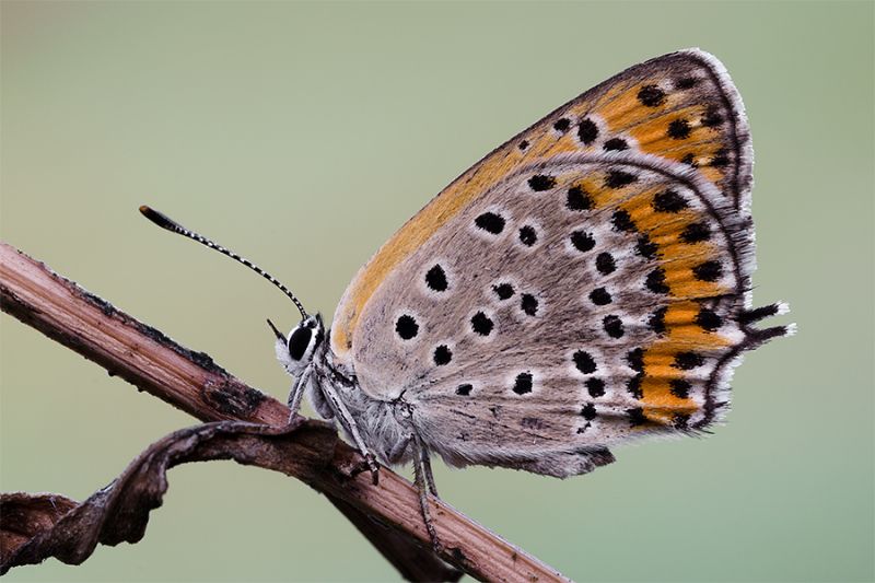 Specie Lycaenidae - Lycaena thersamon