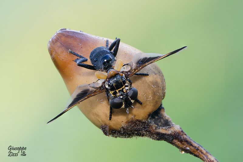 Trichopoda pennipes (Tachinidae)