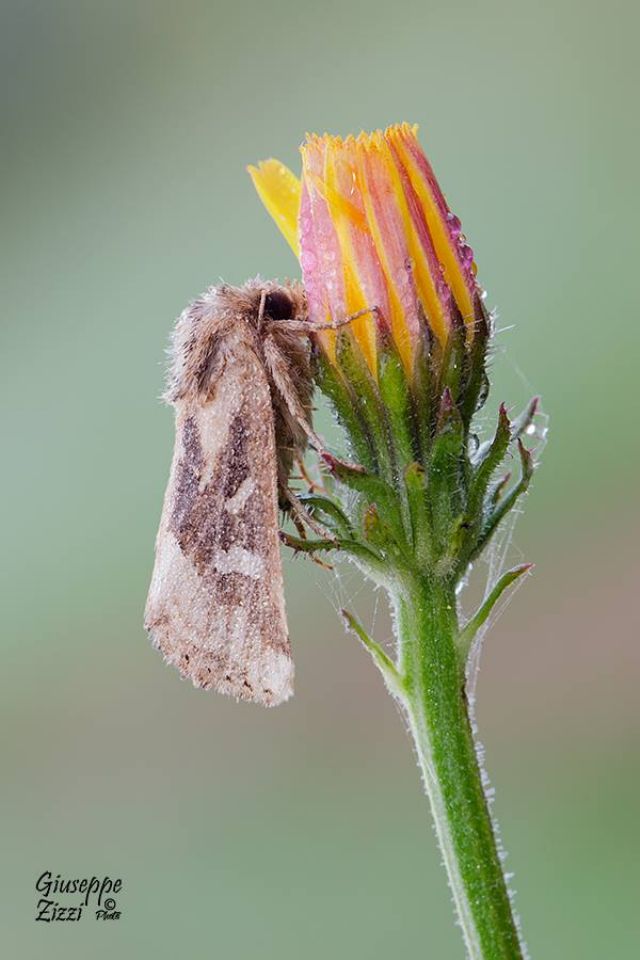 Falena da identificare - Luperina dumerilii, Noctuidae