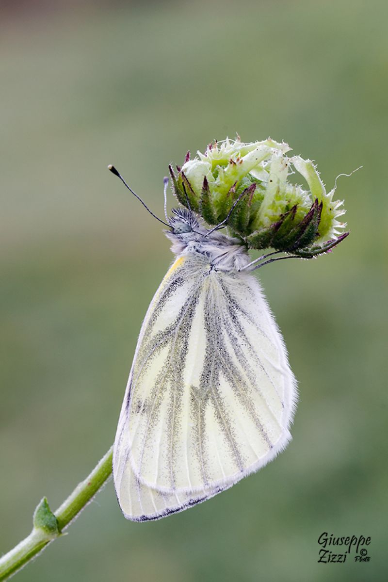 Lepidottera da identificare - Pieris napi