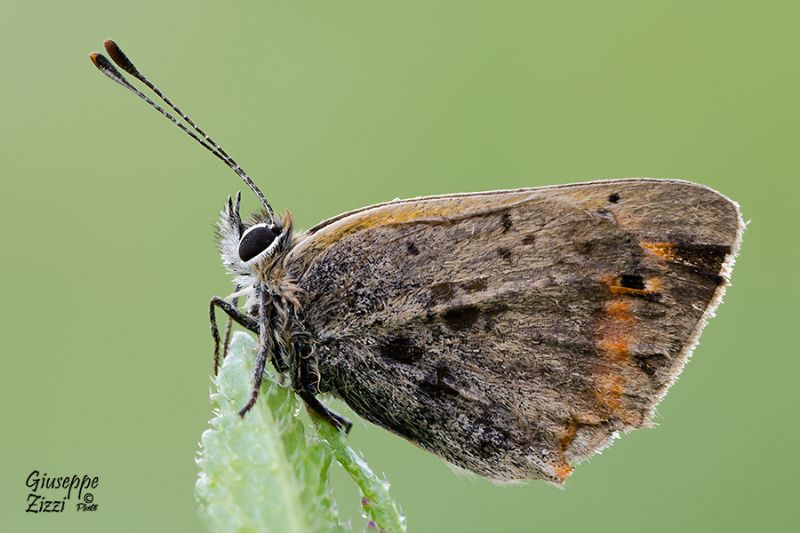 Licenide da identificare - Lycaena phlaeas