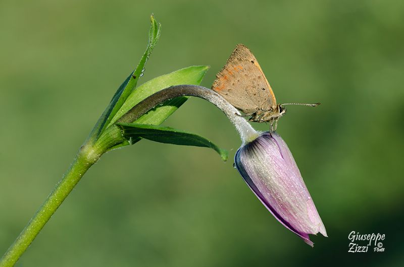 Licenide da identificare - Lycaena phlaeas