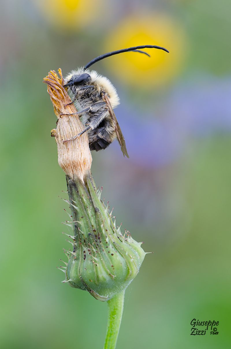 Apidae: Eucera sp. maschio