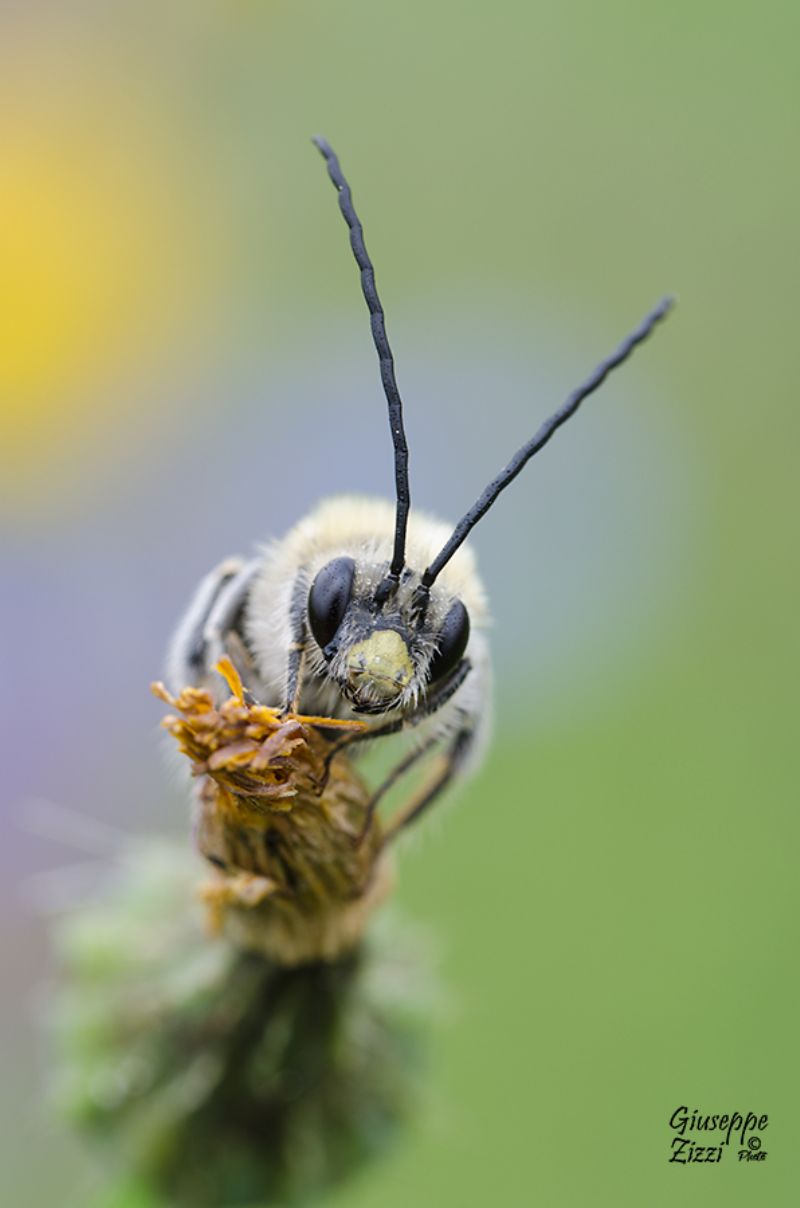 Apidae: Eucera sp. maschio