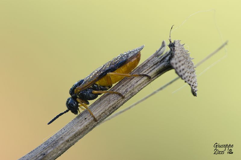 Tenthredinidae Selandriinae: prob. Selandria melanosterna