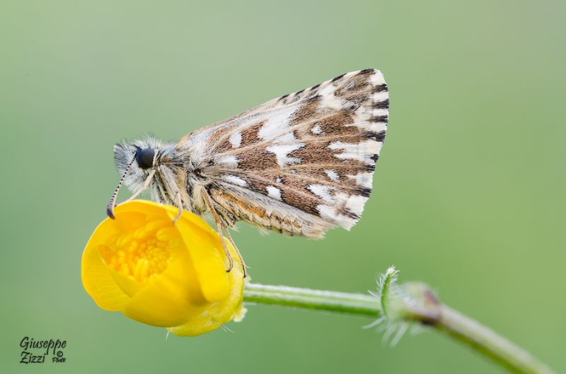 Pyrgus da identificare - Pyrgus malvoides, Hesperiidae