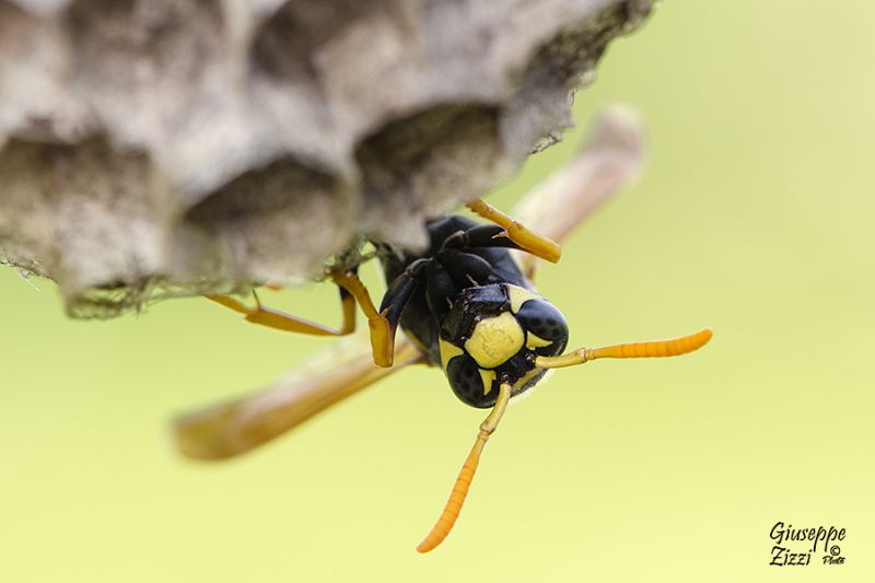 fondatrice di Polistes dominula (Vespidae)