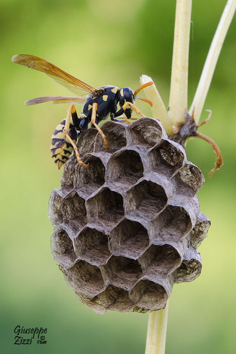 fondatrice di Polistes dominula (Vespidae)